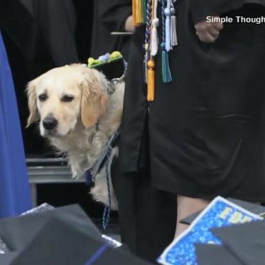 VIDEO: Service dog honored at college graduation