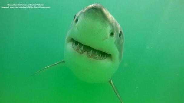 Early shark sightings as summer kicks off