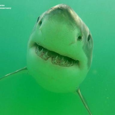VIDEO: Early shark sightings as summer kicks off