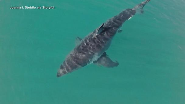 How officials are working to keep beachgoers safe from sharks