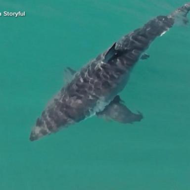 VIDEO How officials are working to keep beachgoers safe from sharks