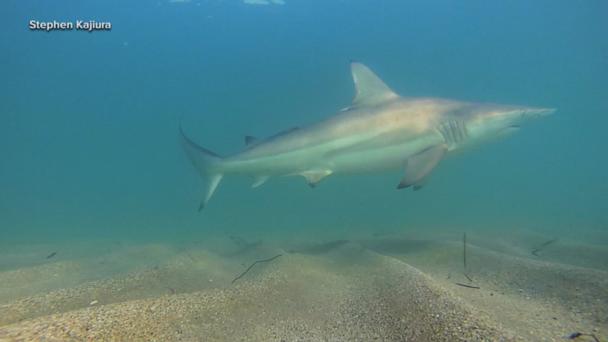 Sharks in the shallows