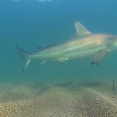 VIDEO: Sharks in the shallows