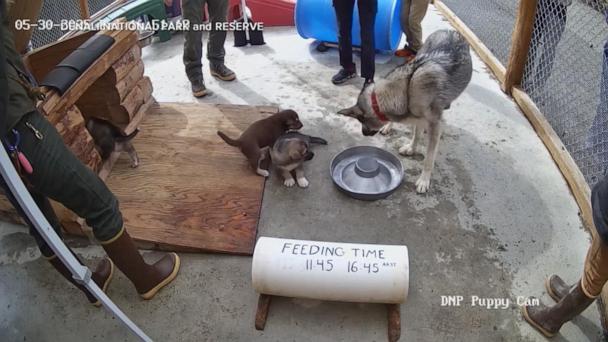 Get your daily dose of cuteness with puppy cam