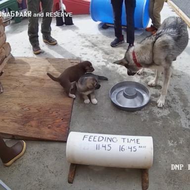 VIDEO: Get your daily dose of cuteness with puppy cam