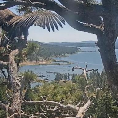 VIDEO: Viral California baby eagle leaves the nest