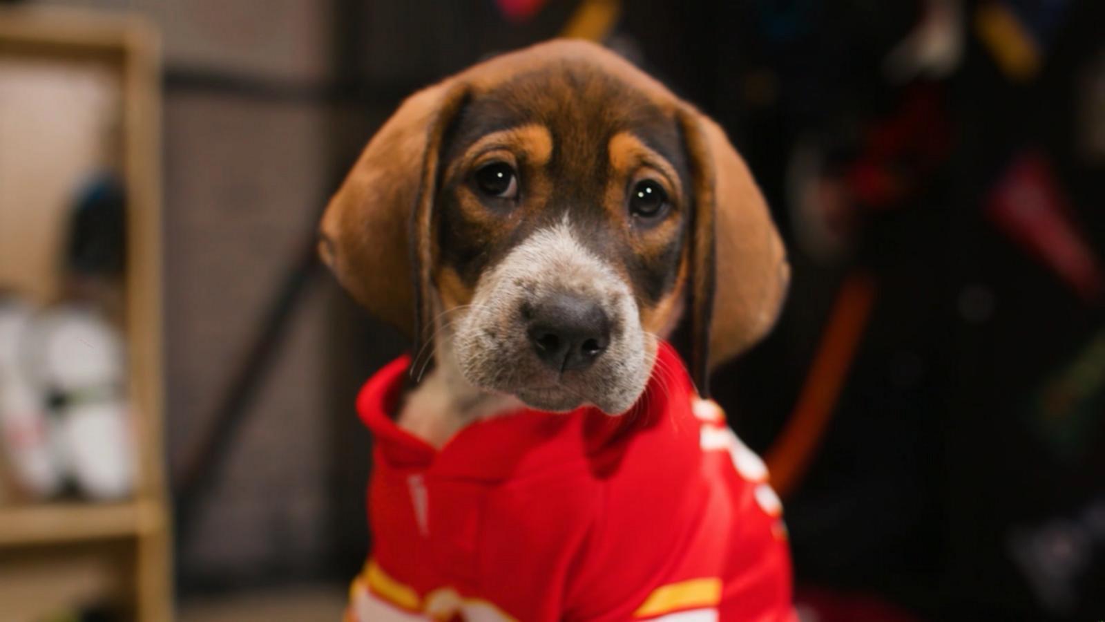 WATCH:  Stanley Pup returns: NHL’s adorable adoption game