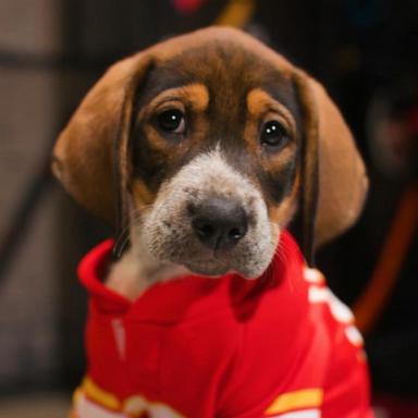 VIDEO: Stanley Pup returns: NHL's adorable adoption game