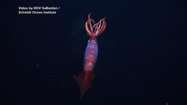 Deep sea squid sighting