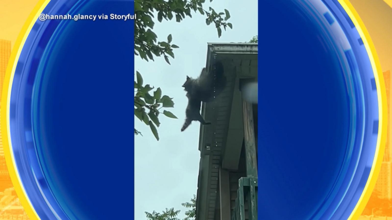 WATCH:  Raccoon rescues young cub