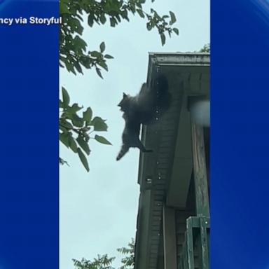 Raccoon rescues young cub