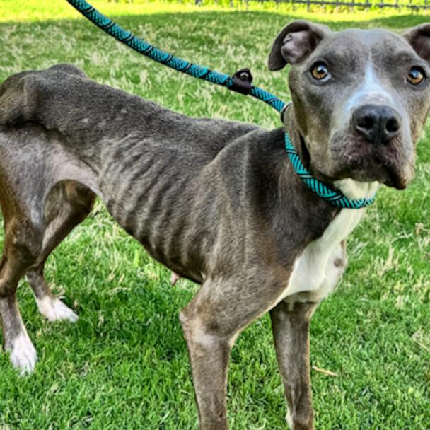 Star weighed 26.4 pounds and was about to be thrown from a bridge when a bystander intervened and brought her to Anson Animal Shelter. She is now thriving in foster care and almost ready for adoption.