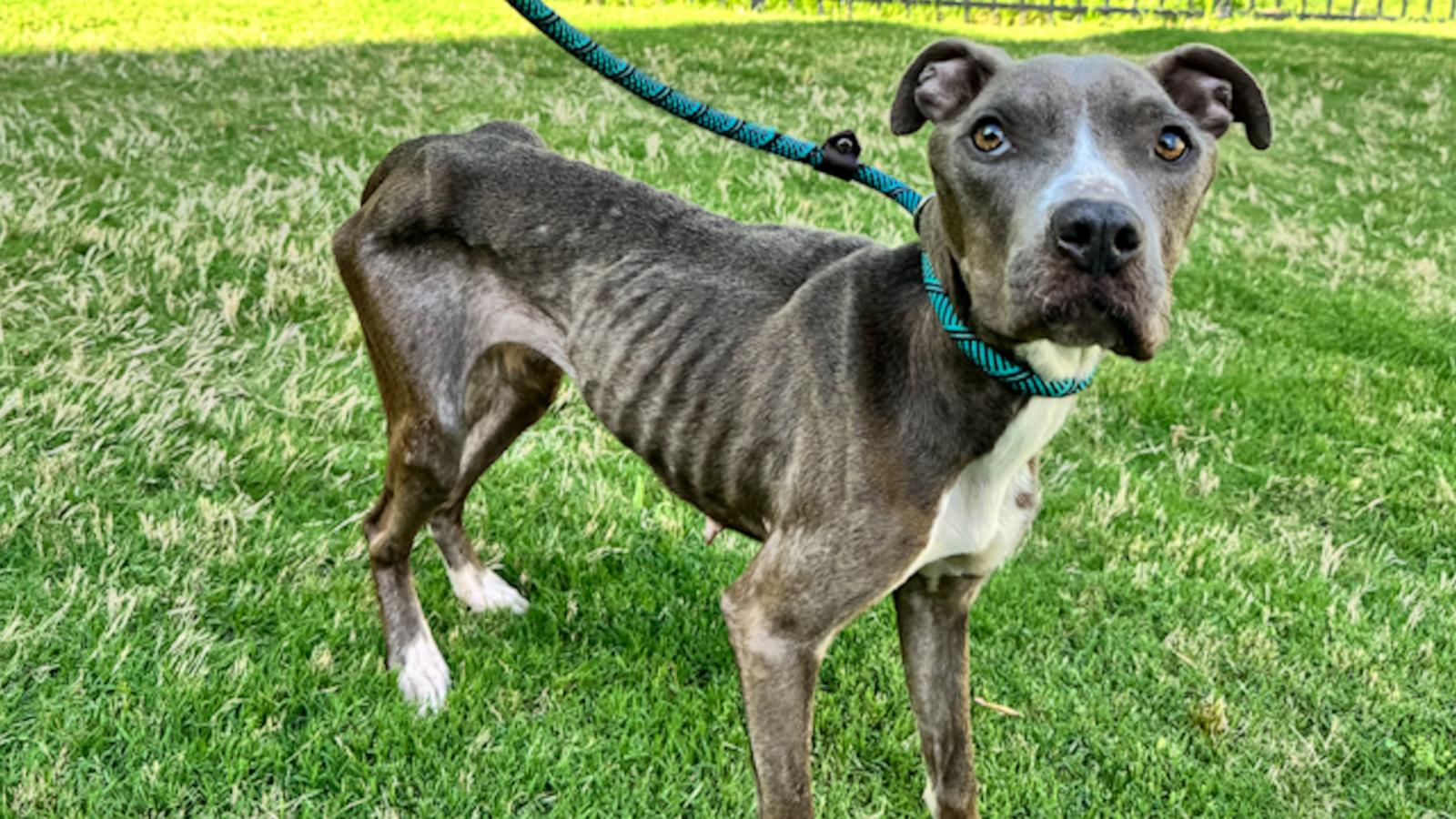 Star weighed 26.4 pounds and was about to be thrown from a bridge when a bystander intervened and brought her to Anson Animal Shelter. She is now thriving in foster care and almost ready for adoption.
