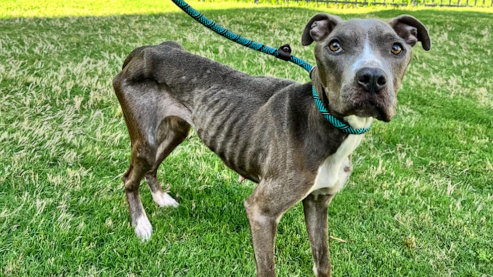 Star weighed 26.4 pounds and was about to be thrown from a bridge when a bystander intervened and brought her to Anson Animal Shelter. She is now thriving in foster care and almost ready for adoption.