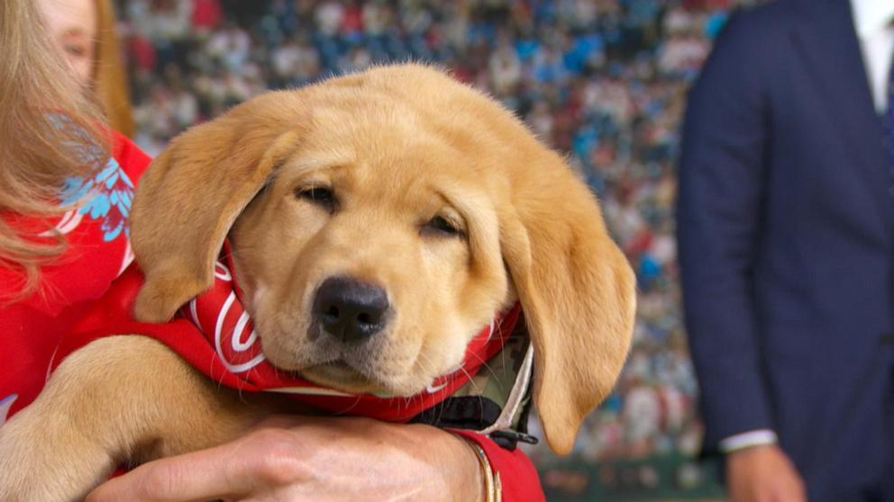 VIDEO: Phillies introduce new furry addition to roster