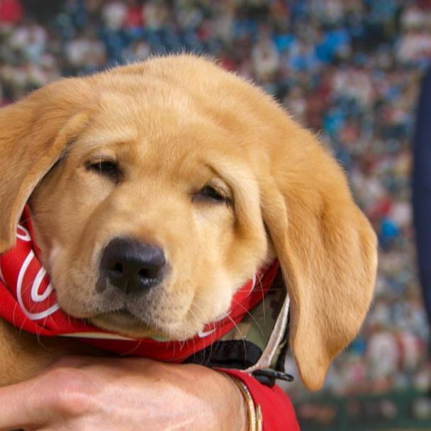 VIDEO: Phillies introduce new furry addition to roster