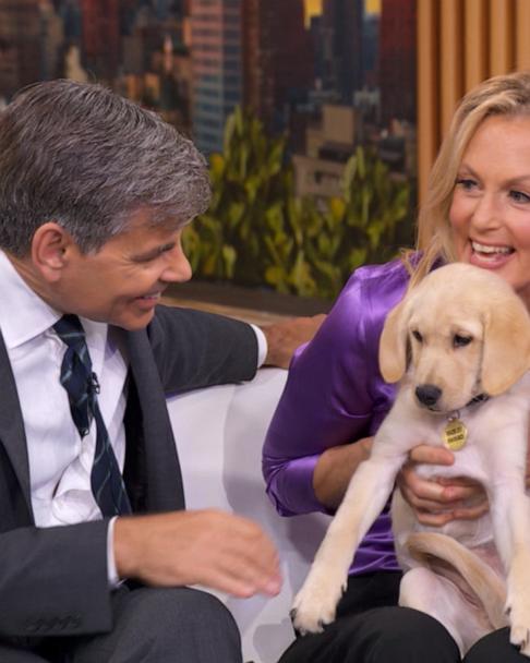 Meet the newest member of George Stephanopoulos' household - Good Morning  America
