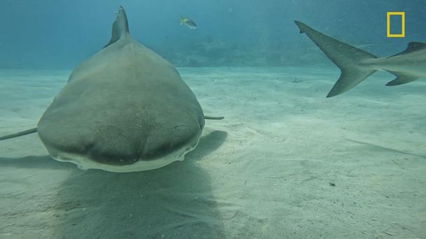 Expert answers questions about shark attacks