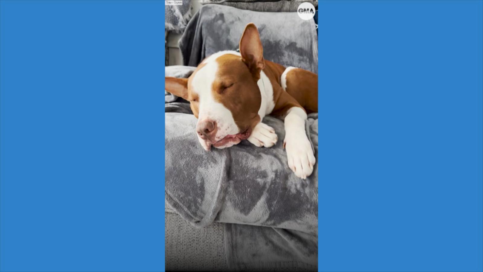 VIDEO: Viral dog with narcolepsy passes out whenever he gets too excited