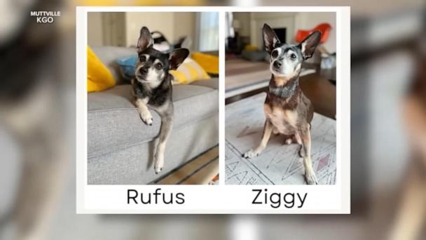 Adopted senior dog turns out to be related to deceased family pet
