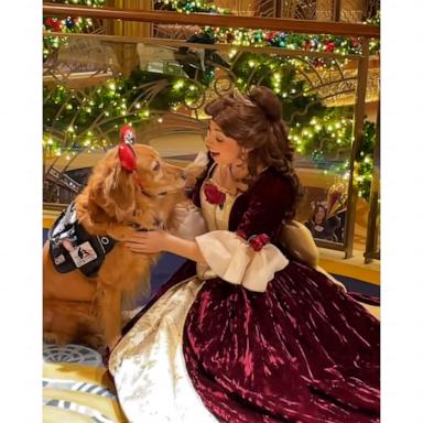 VIDEO: Belle the service dog meets Disney Princess Belle in a 'tail' as old as time