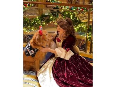 WATCH:  Belle the service dog meets Disney Princess Belle in a 'tail' as old as time