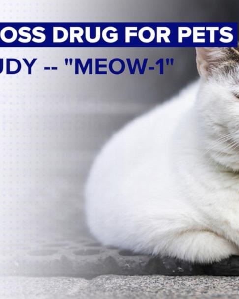 glp-1 for cats Weight loss drugs for cats? Company launches clinical trial of GLP-1  implants in cats