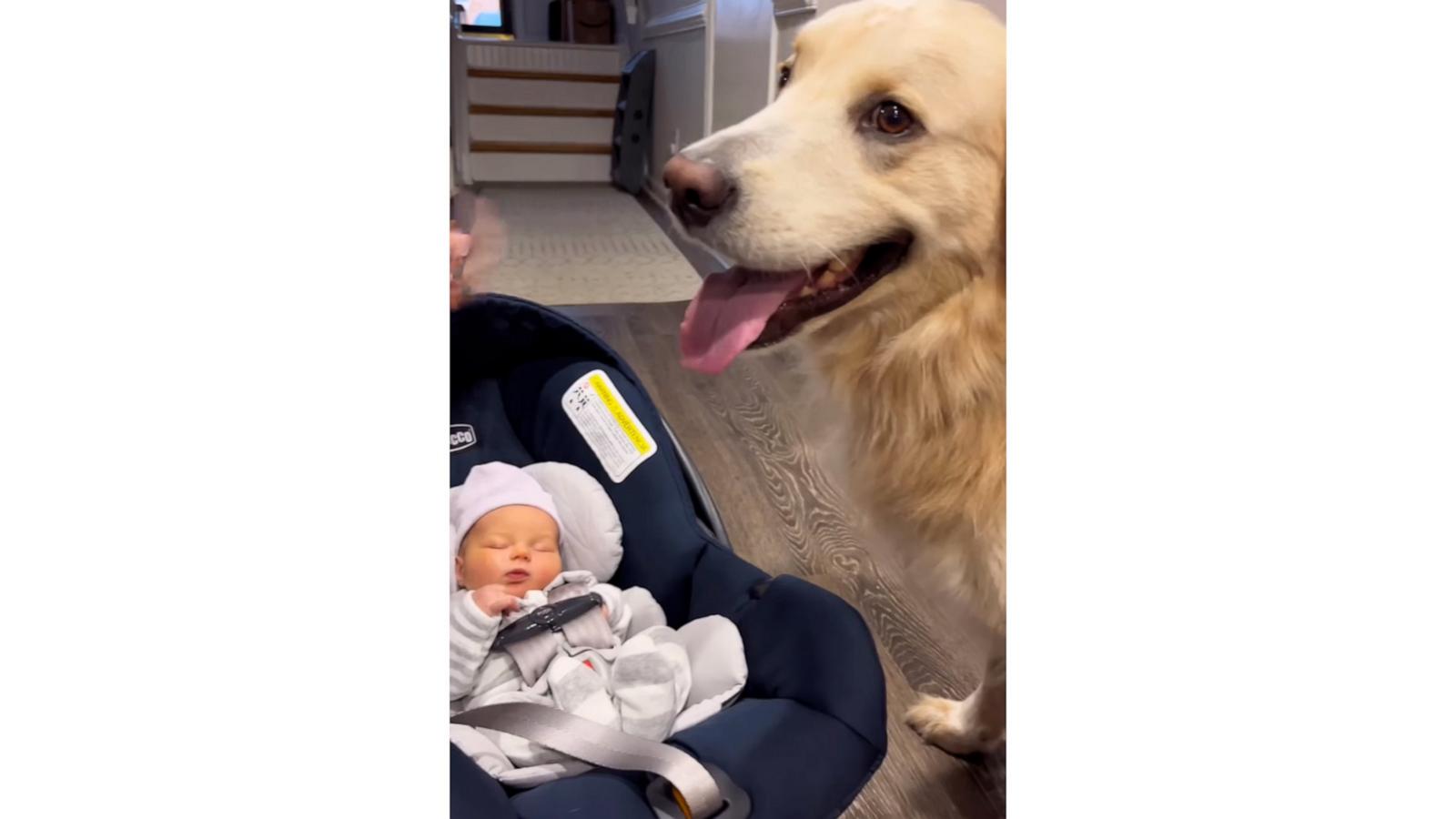 We're melting over this dog meeting his human brother for the 1st time