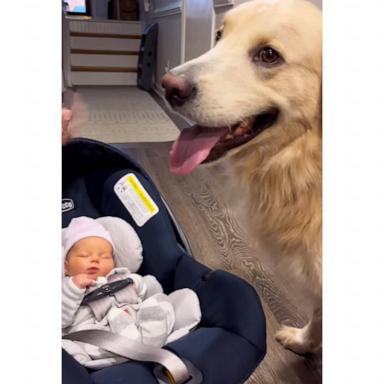 We're melting over this dog meeting his human brother for the 1st time