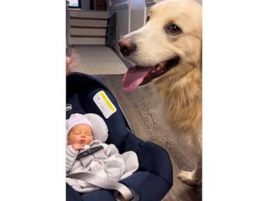 WATCH:  We're melting over this dog meeting his human brother for the 1st time