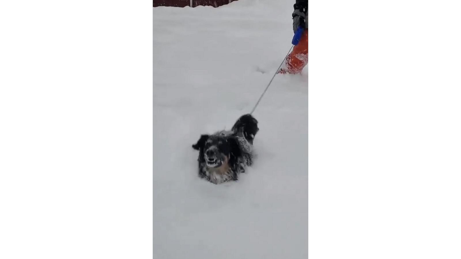 Snow one knows where this dog is going