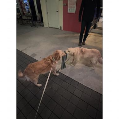 Dogs face off in ultimate standoff over emotional support towel