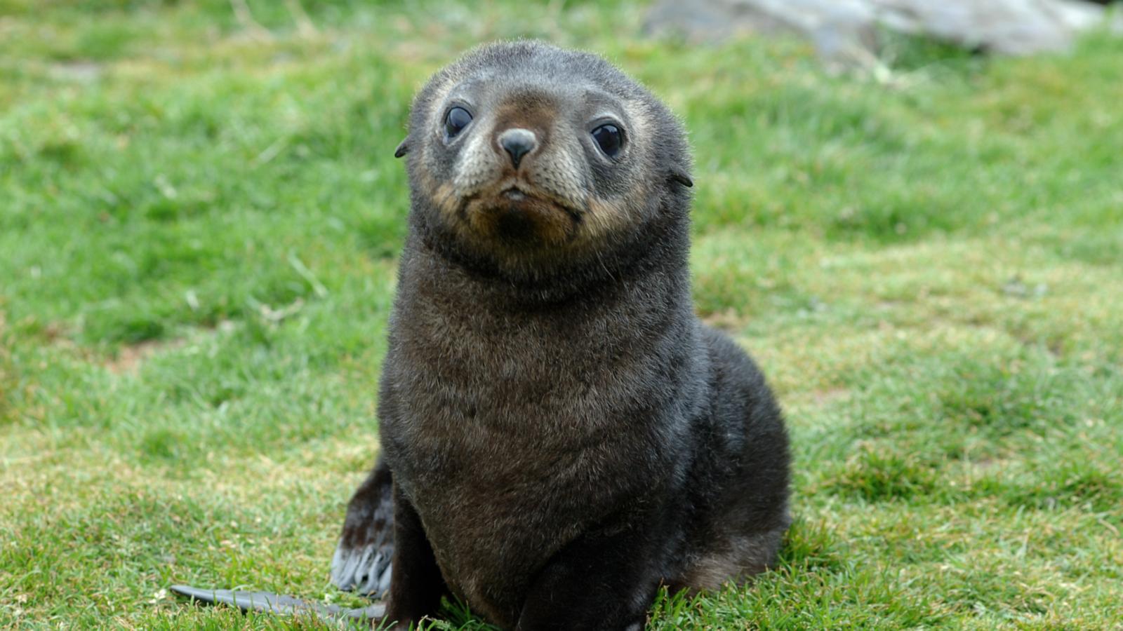 VIDEO: Emperor penguins, fur seals face extinction risk as climate warms