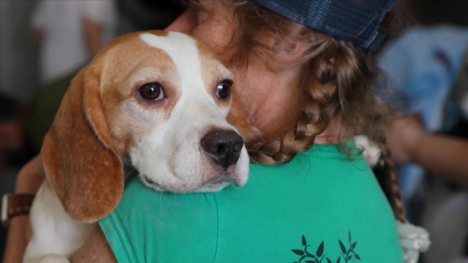 WATCH:  1,500 beagles rescued from research facility