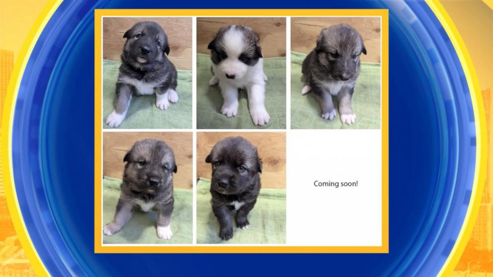 VIDEO: Meet the new Denali Sled Dog puppies
