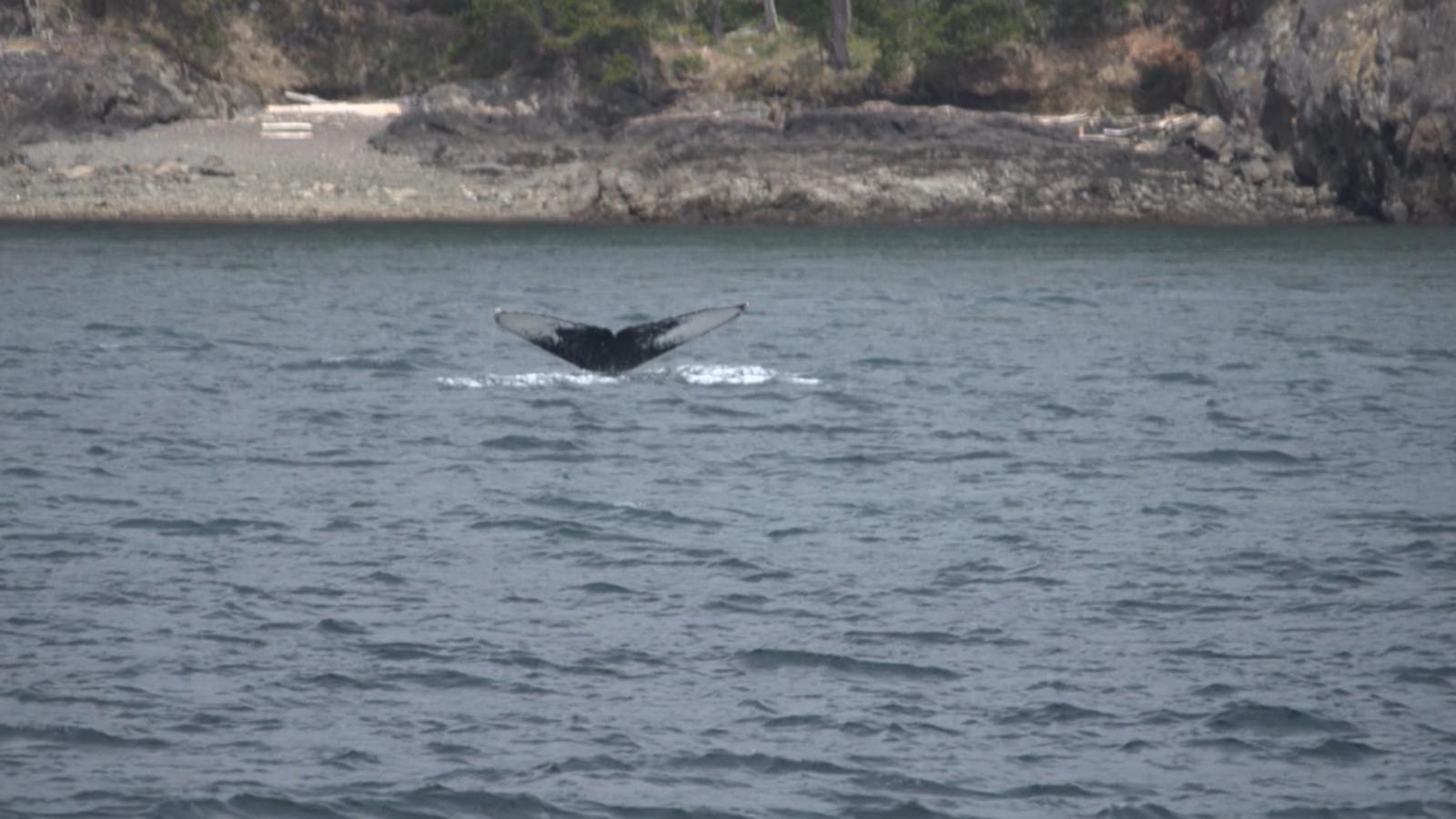 WATCH:  ‘GMA’ goes whale watching in Washington