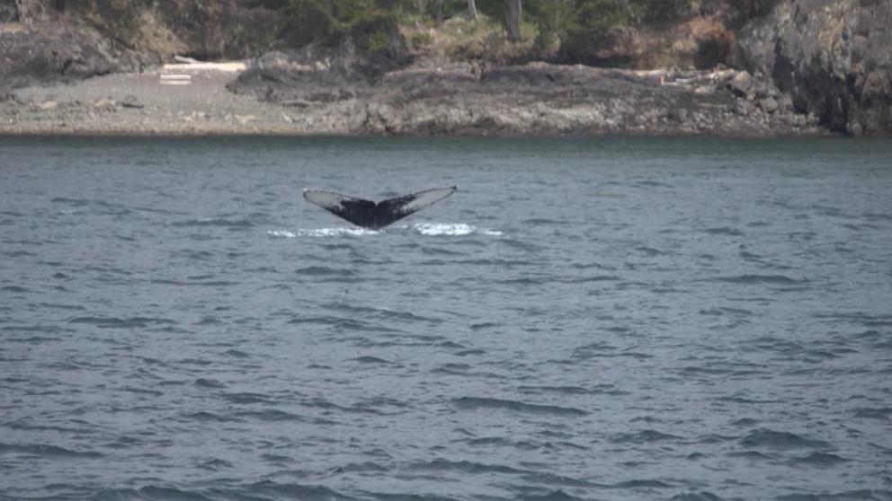 VIDEO: ‘GMA’ goes whale watching in Washington