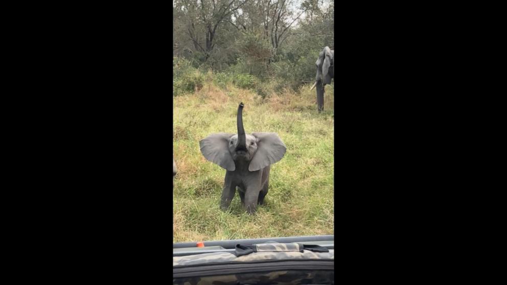VIDEO: Baby elephant charges tourists