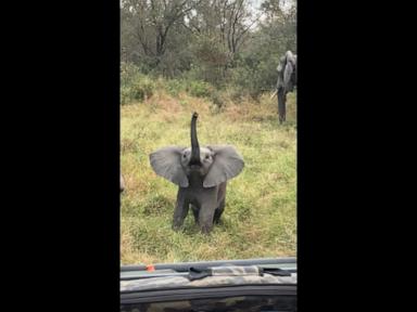 WATCH:  Baby elephant charges tourists