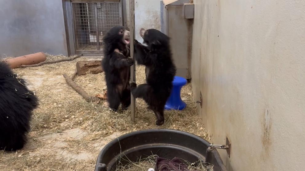 VIDEO: Sloth bear cubs make Smithsonian National Zoo debut