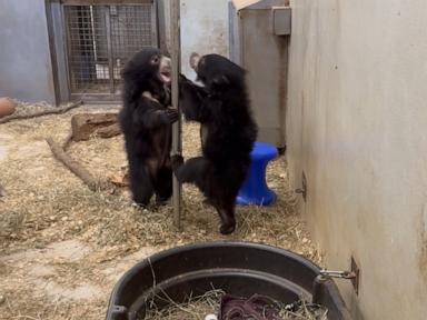 WATCH:  Sloth bear cubs make Smithsonian National Zoo debut