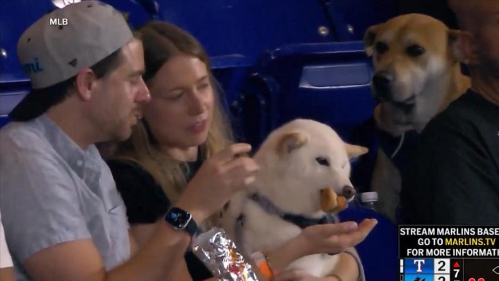 VIDEO: Dog envies other dog eating frankfurter