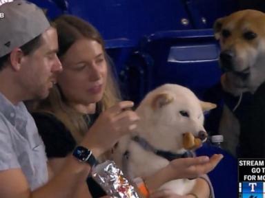 WATCH:  Dog envies other dog eating frankfurter