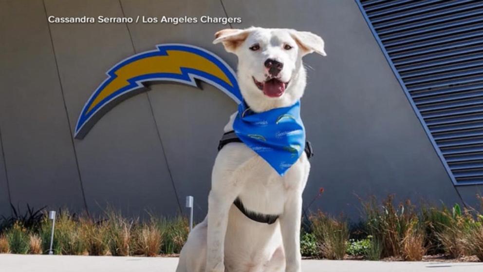 VIDEO: LA Chargers put spotlight on service dogs