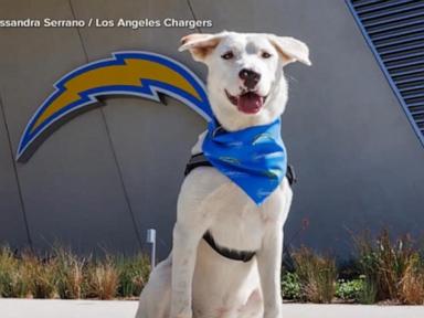 WATCH:  LA Chargers put spotlight on service dogs