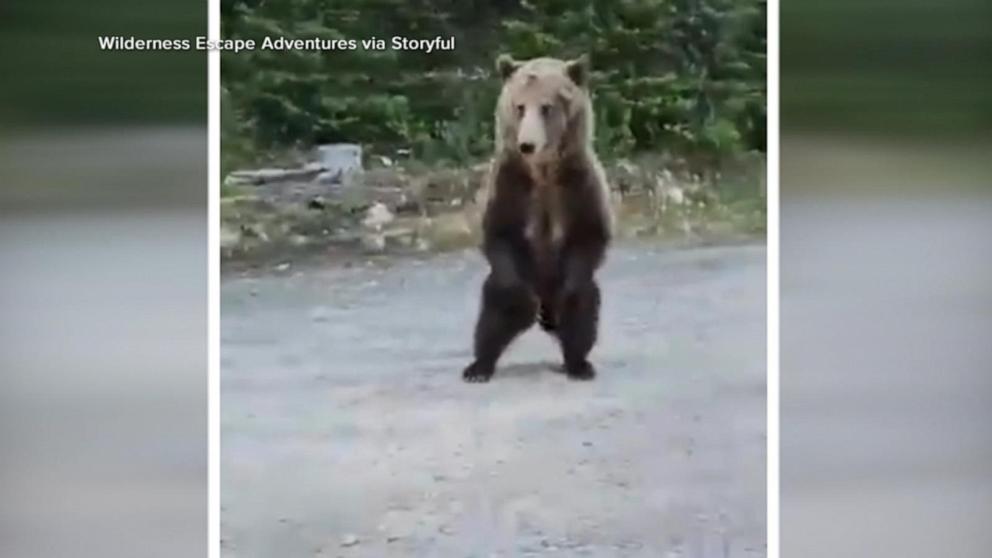VIDEO: Hiker speaks out after grizzly bear encounter