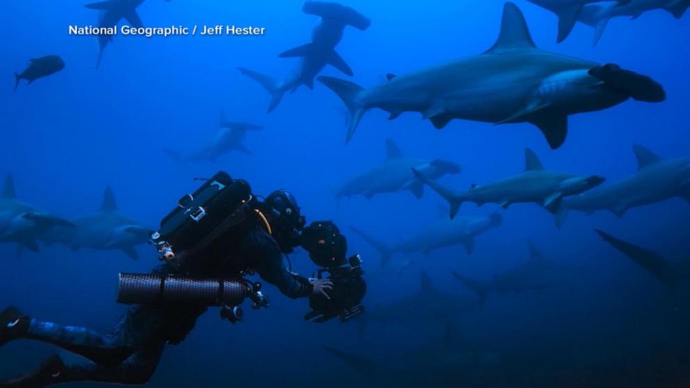 VIDEO: Explorer goes head-to-head with hammerhead sharks