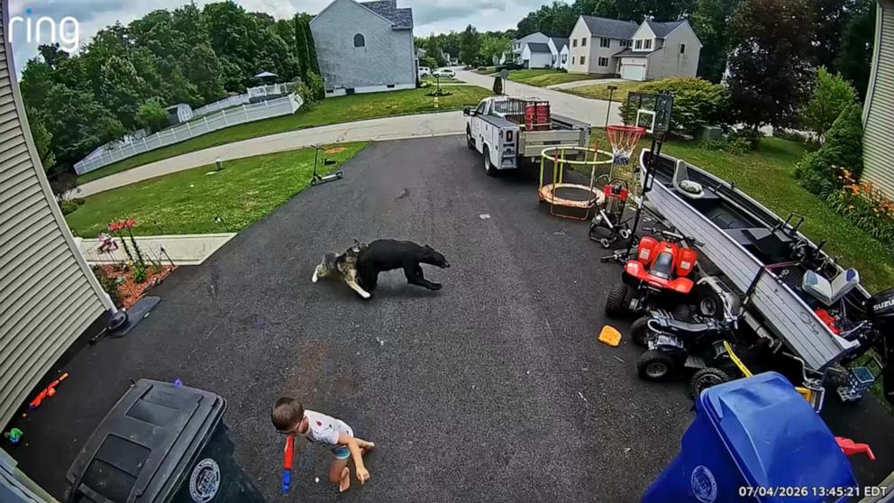 VIDEO: Husky saves boy from bear