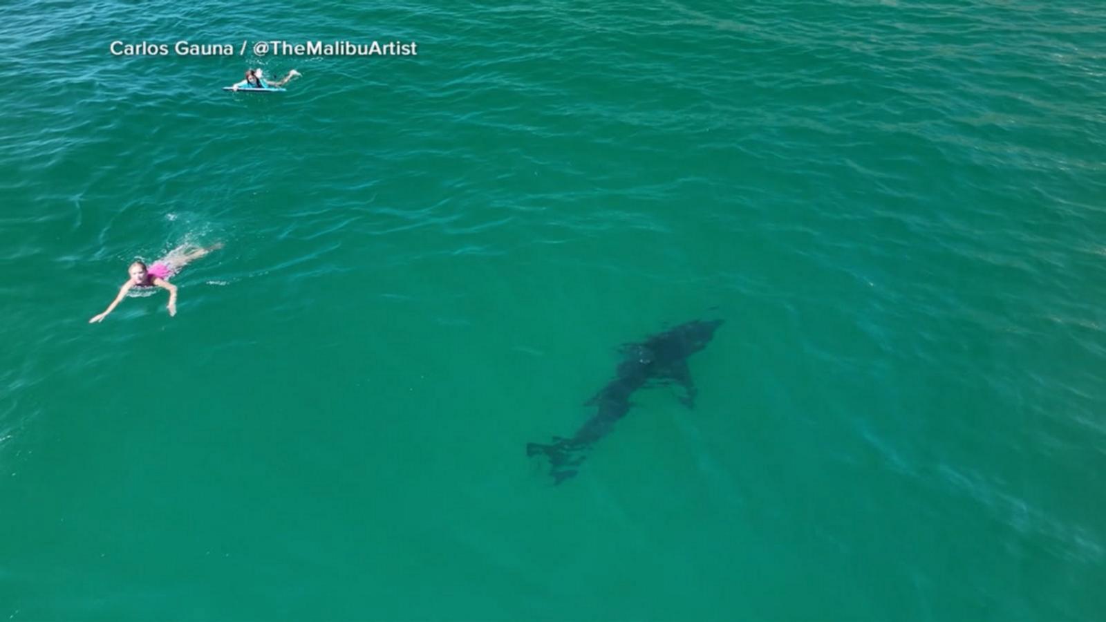 WATCH:  10-foot great white shark stalks swimmers off Southern California