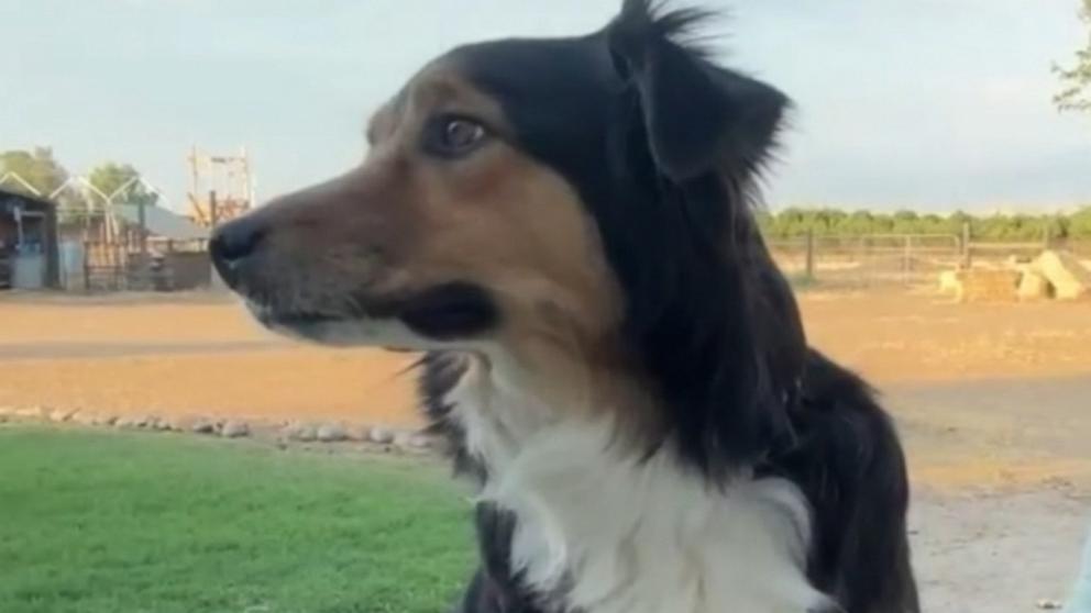 VIDEO: Dog reunited with family after 10 days